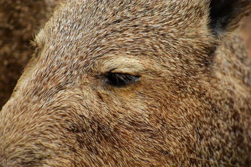 wild boar eye, wild boar, pig-7523469.jpg